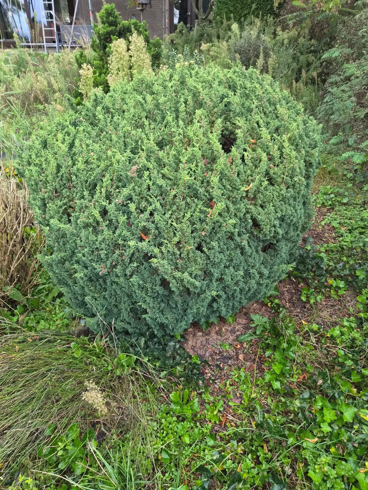 Groenblijvende struik voor tuin of border, Tuin en Terras, Ophalen