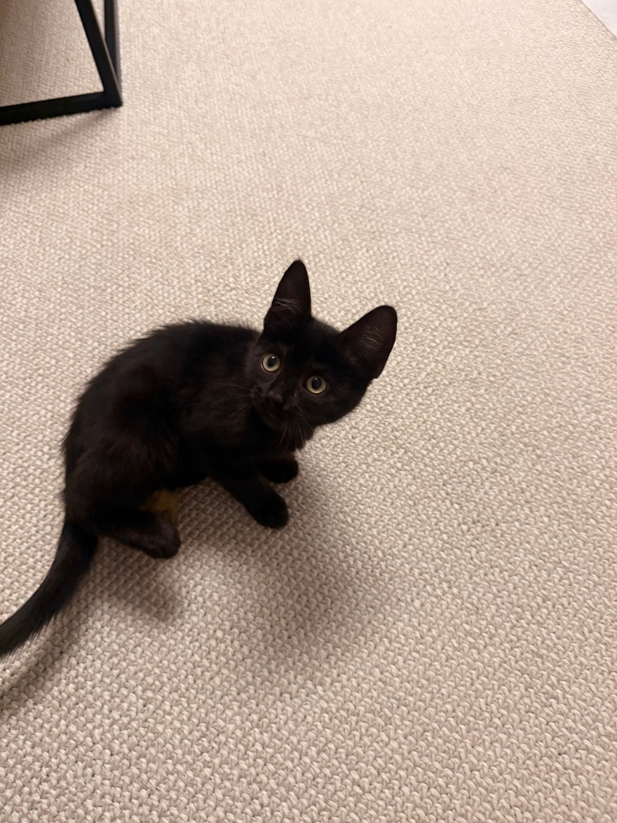 Kitten zwart, Dieren en Toebehoren, Katten en Kittens | Overige Katten, Poes
