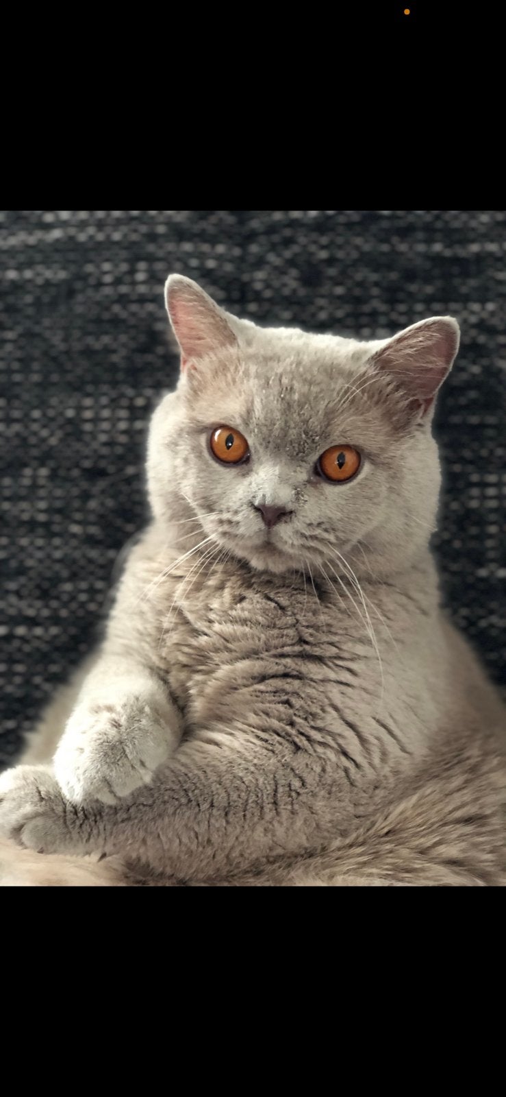 Brits Britse korthaar kater, Dieren en Toebehoren, Katten en Kittens | Raskatten | Korthaar, Kater, Gechipt