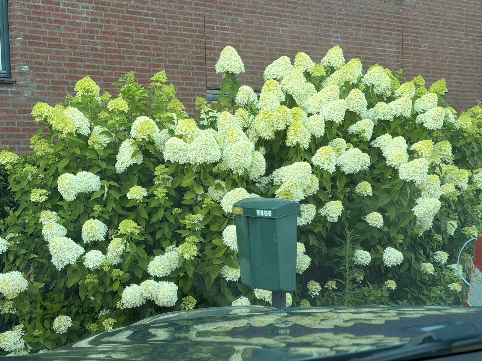 Pluimhortensia's, Ophalen, Overige soorten, Halfschaduw