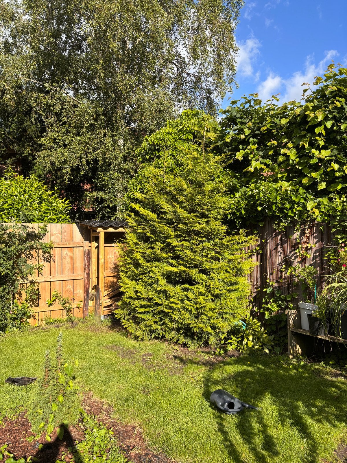 Grote Thuja/Coniferenbomen (3-4m) - Zelf uitgraven, Tuin en Terras, Volle zon, Vaste plant, Bloeit niet, Ophalen