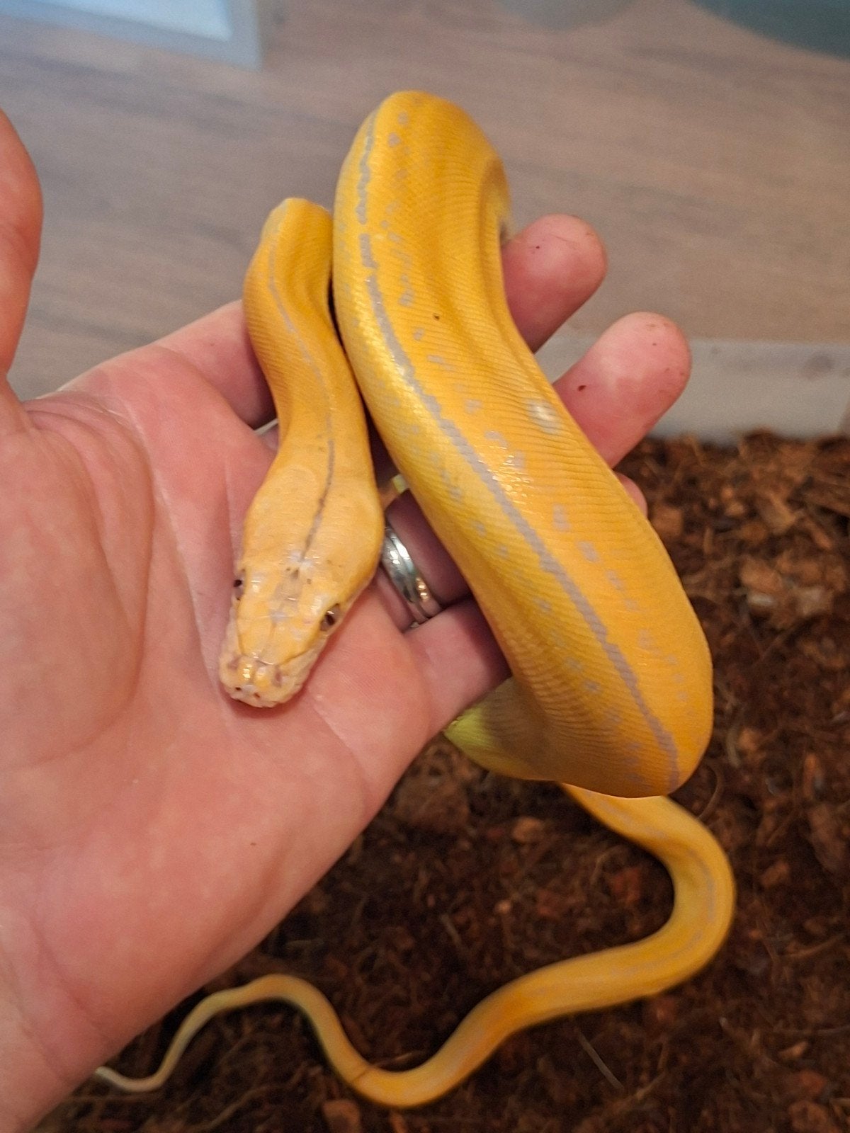 1.0 python reticulatus ( dwerg) Purple GC Tiger nk25, Dieren en Toebehoren, Reptielen en Amfibieën, Slang, 0 tot 2 jaar