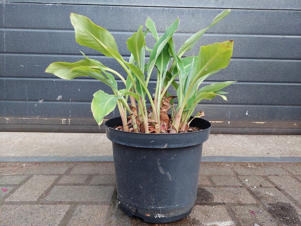 Musella Lasiocarpa - Chinese Lotusbanaan H: 60 cm., Ophalen, Vaste plant, Halfschaduw, Zomer