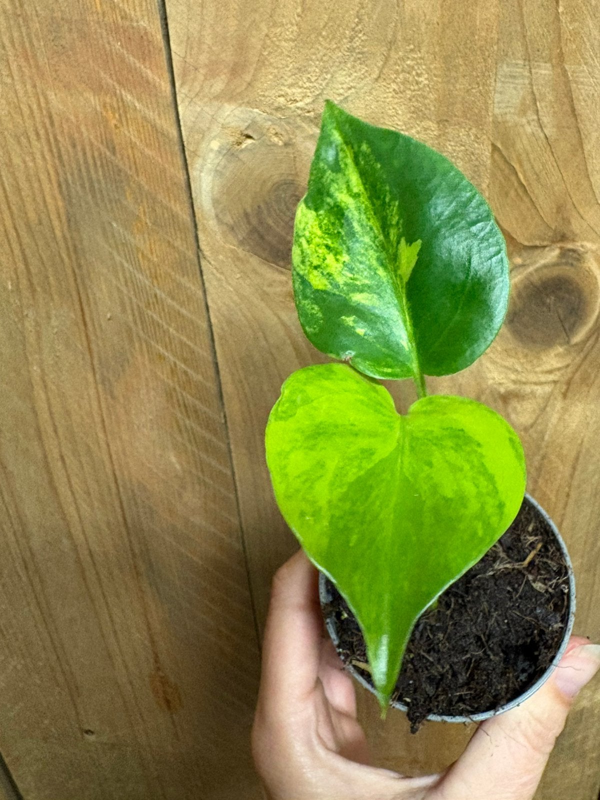 Monstera deliciosa variegata plant aurea yellow lemon lime, Ophalen of Verzenden, Halfschaduw, Minder dan 100 cm