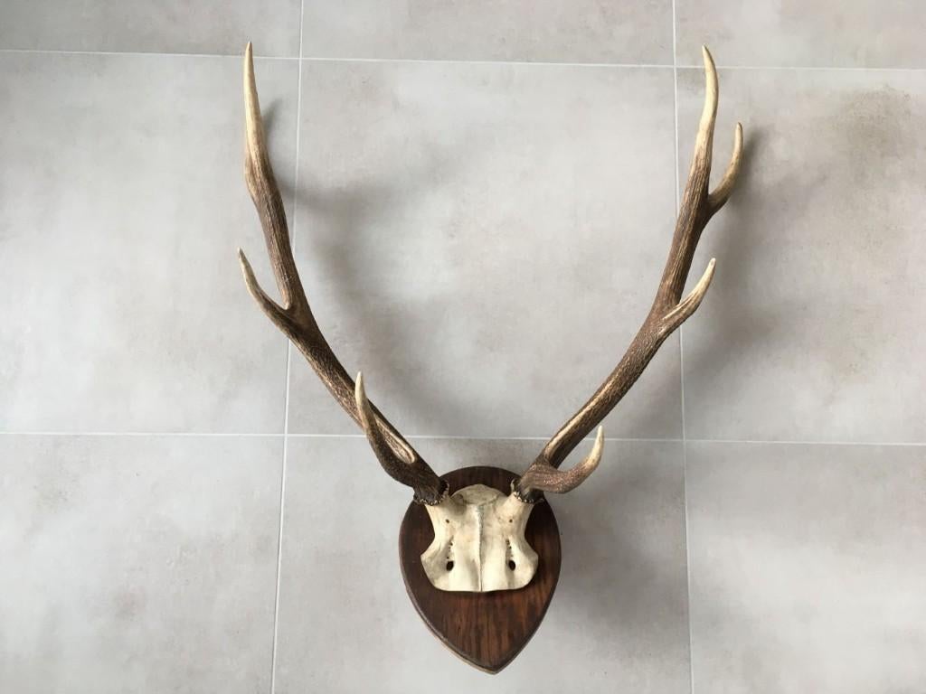 Groot hertengewei op plank - gewei edelhert 78 cm, Ophalen, Gebruikt, Hert, Gewei of Kop