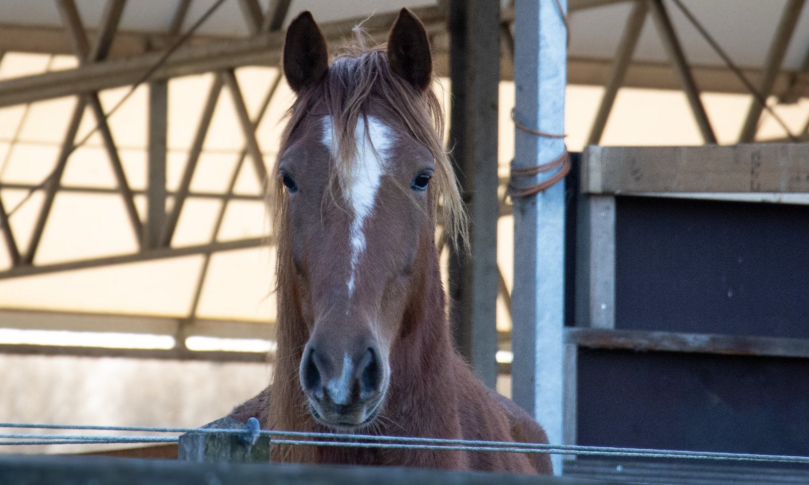 Vos merrie, in prijs verlaagd ivm stallen te kort, Dieren en Toebehoren, Paarden, Merrie, Minder dan 160 cm, Met stamboom, 3 tot 6 jaar