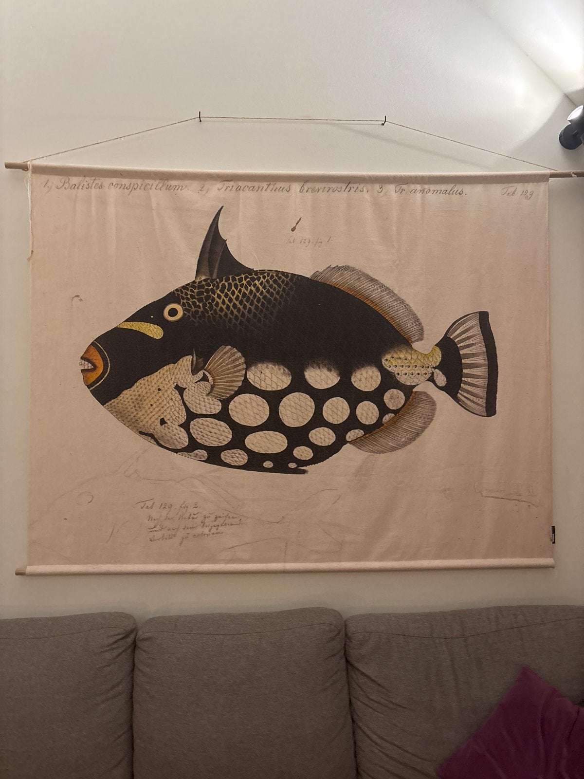 Wandkleed  vis - naturalis collectie, Ophalen, Realistisch, Overige ondergronden, Dieren
