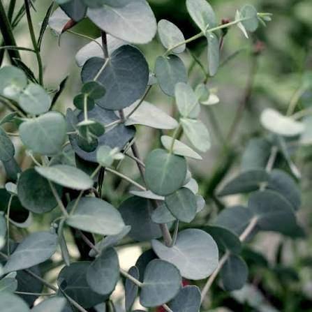 Eucalyptus takken vers gevraagd, Ophalen of Verzenden, Eenjarig, Overige soorten, Volle zon