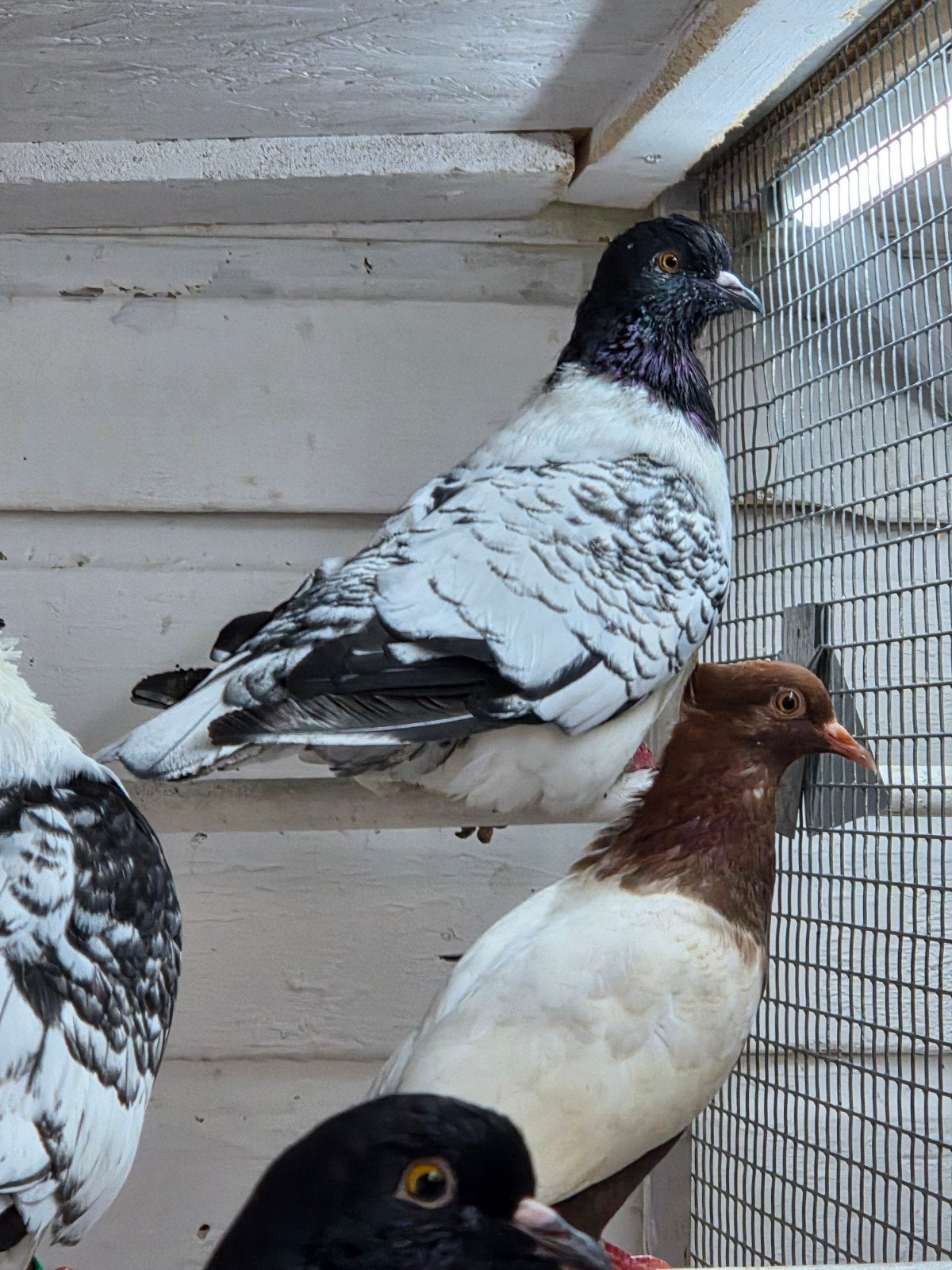 diverse ras duiven, Dieren en Toebehoren, Vogels | Duiven, Meerdere dieren, Overige soorten