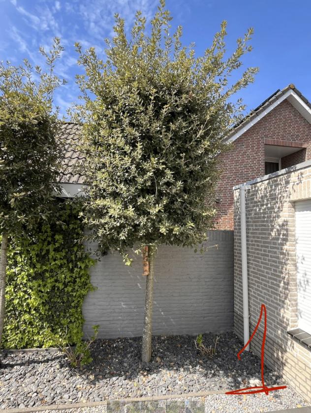 5 Steeneiken op stam, Overige soorten, Lente, 250 tot 400 cm, Ophalen