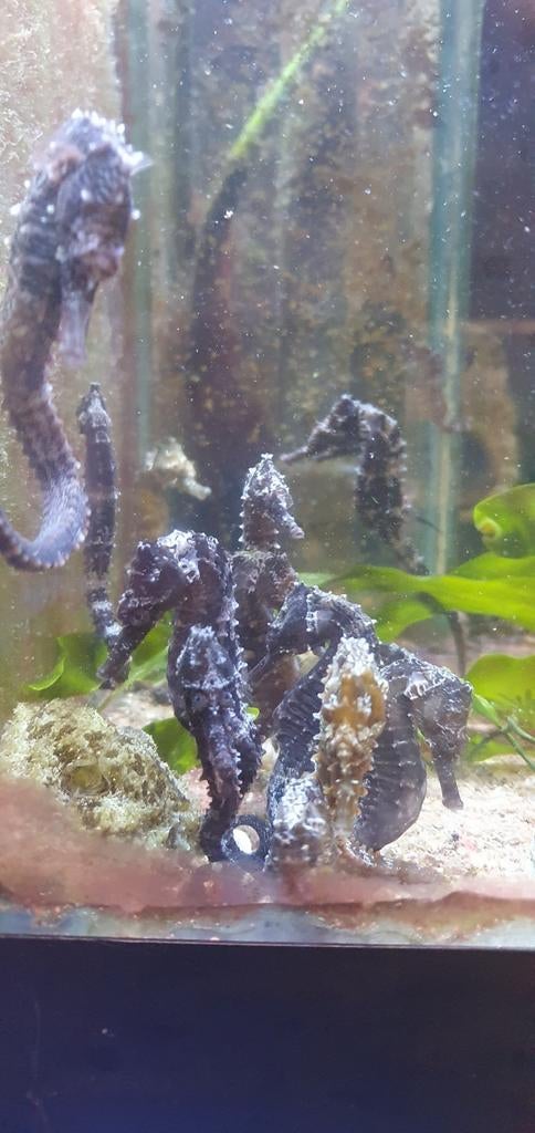 Aquarent/ zeeaquarium/ zeepaardjes/ hippocampus, Dieren en Toebehoren, Overige typen, Zoutwatervis, Schoolvis