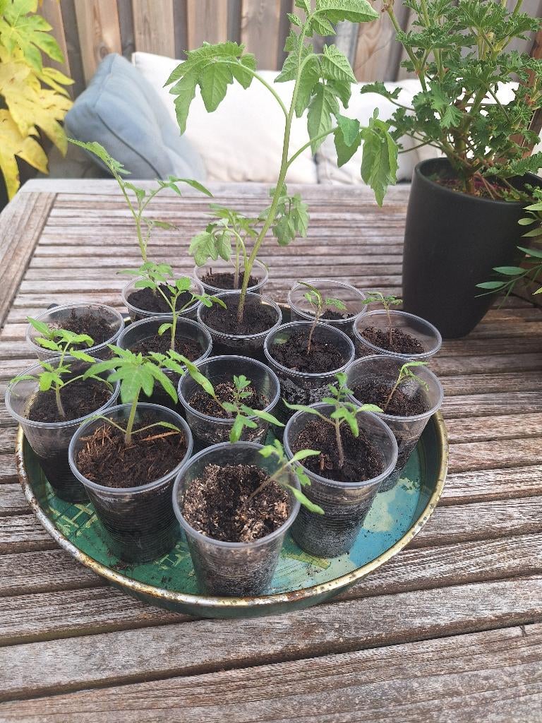 Tomaten plantjes, Tuin en Terras, Planten | Tuinplanten, Ophalen, Eenjarig, Groenteplanten, Volle zon