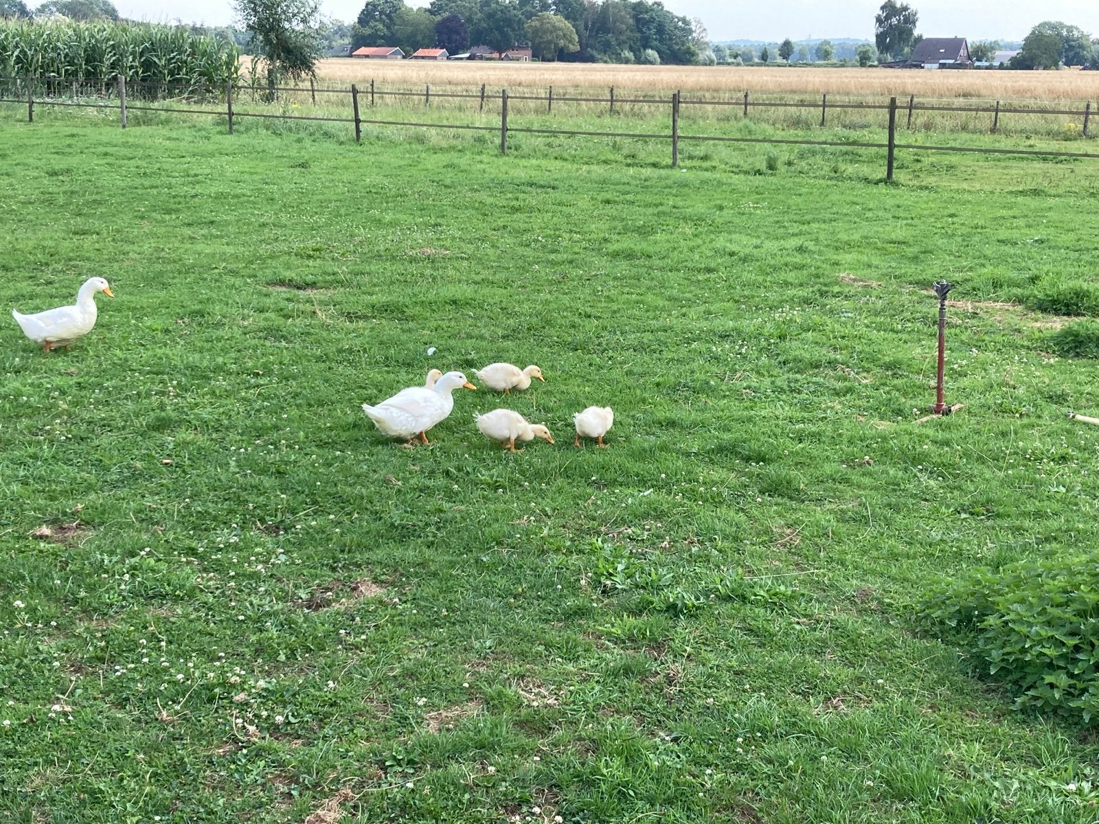 Peking eenden, Dieren en Toebehoren, Pluimvee