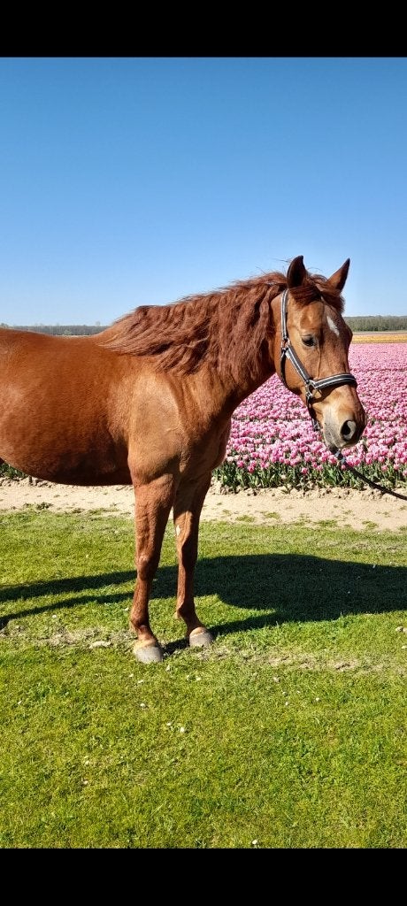 Mooie e pony te koop, Dieren en Toebehoren, Pony's, E pony (1.48m - 1.57m), Ruin, Onbeleerd, 11 jaar of ouder