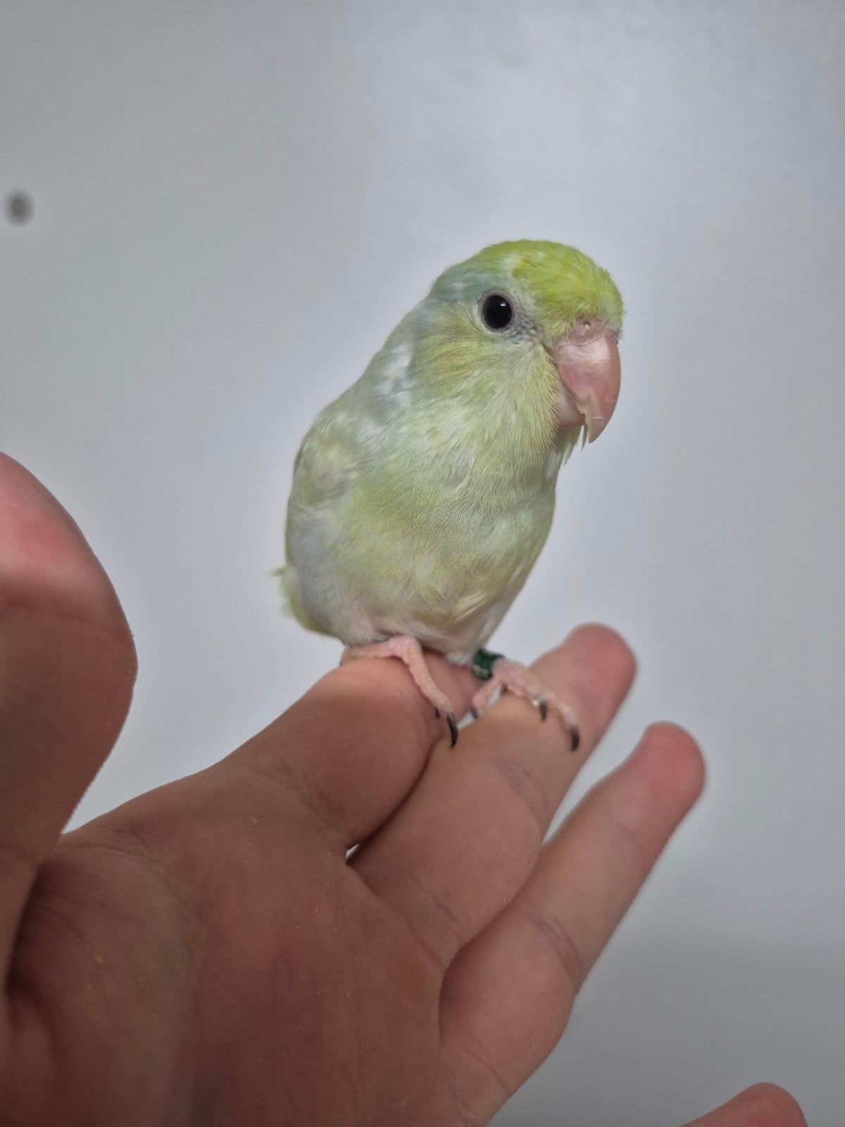Jonge forpussen, Meerdere dieren, Dwergpapegaai of Agapornis, Geringd