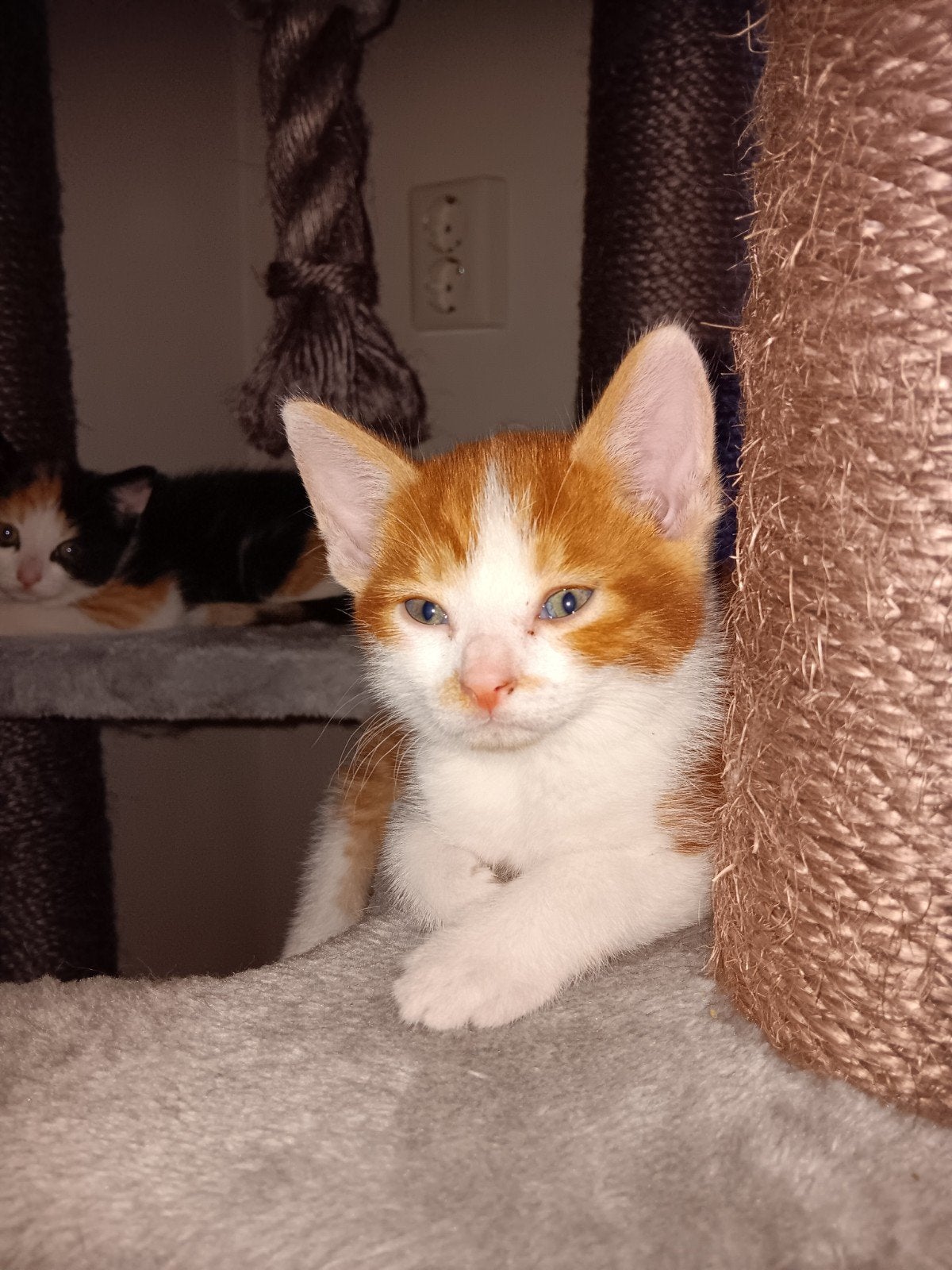 Lief Rood katertje, Dieren en Toebehoren, Kater, Kortharig, 0 tot 2 jaar