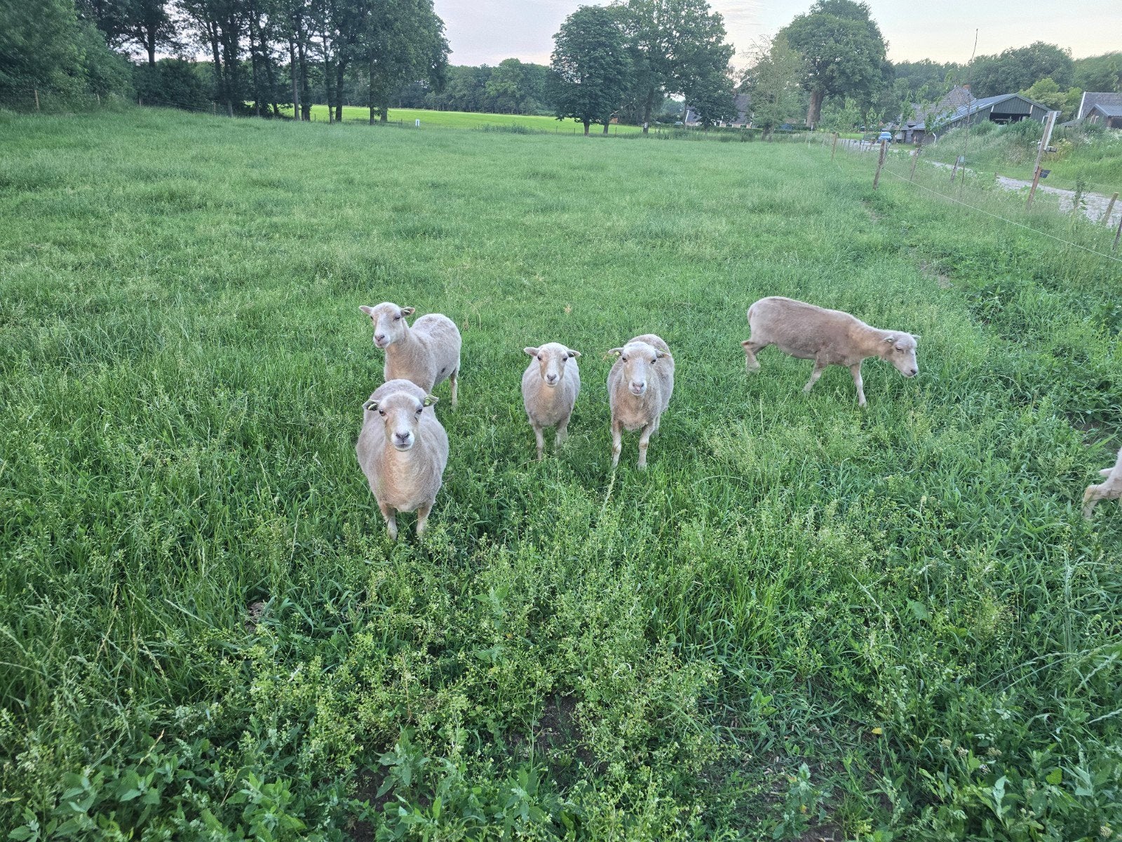 3 witte Ouessant schapen ooien, Dieren en Toebehoren, Vrouwelijk, Schaap, 3 tot 5 jaar