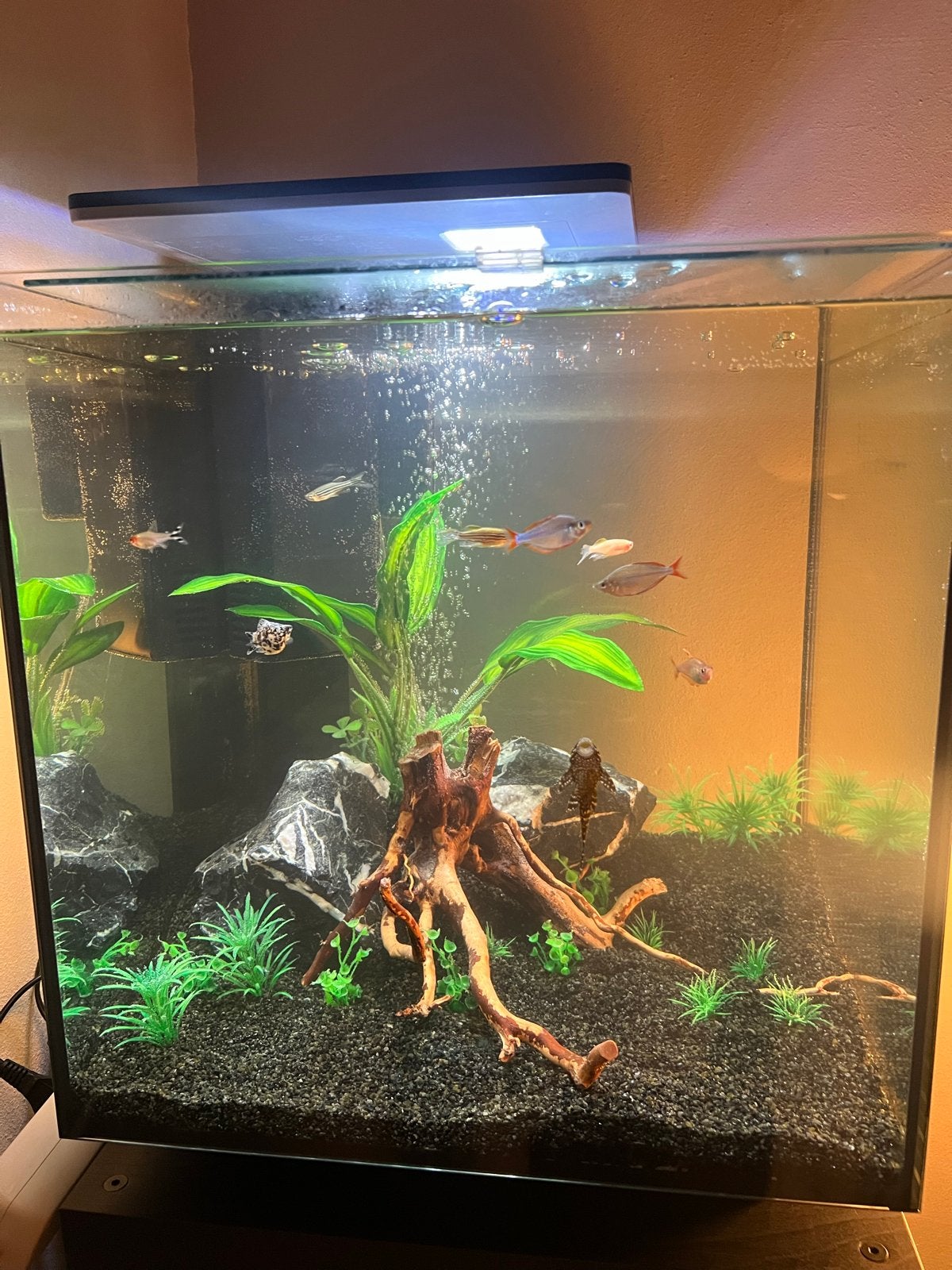 Aquarium compleet + kast, Dieren en Toebehoren, Vissen | Aquaria en Toebehoren, Ophalen, Zo goed als nieuw, Gevuld zoetwateraquarium