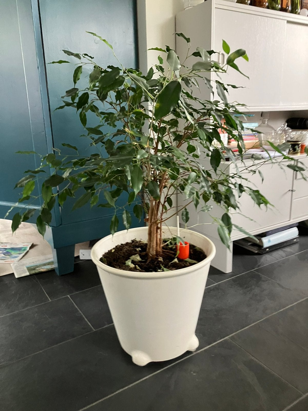 Grote Ficus Benjamin,, Ophalen, Ficus, Halfschaduw, Minder dan 100 cm