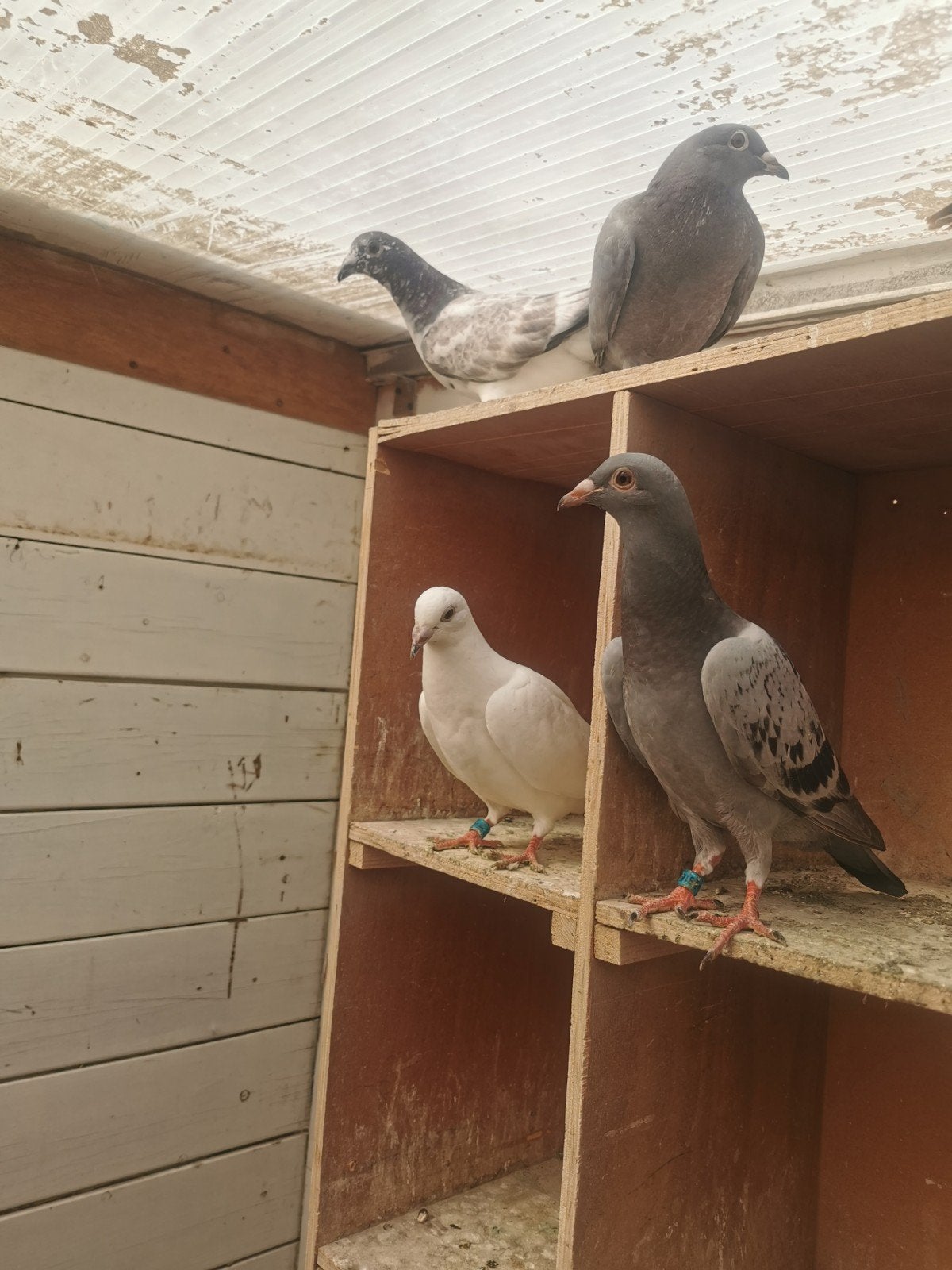 Te koop 10 young, Ze worden niet uitgeschakeld, Meerdere dieren, Postduif