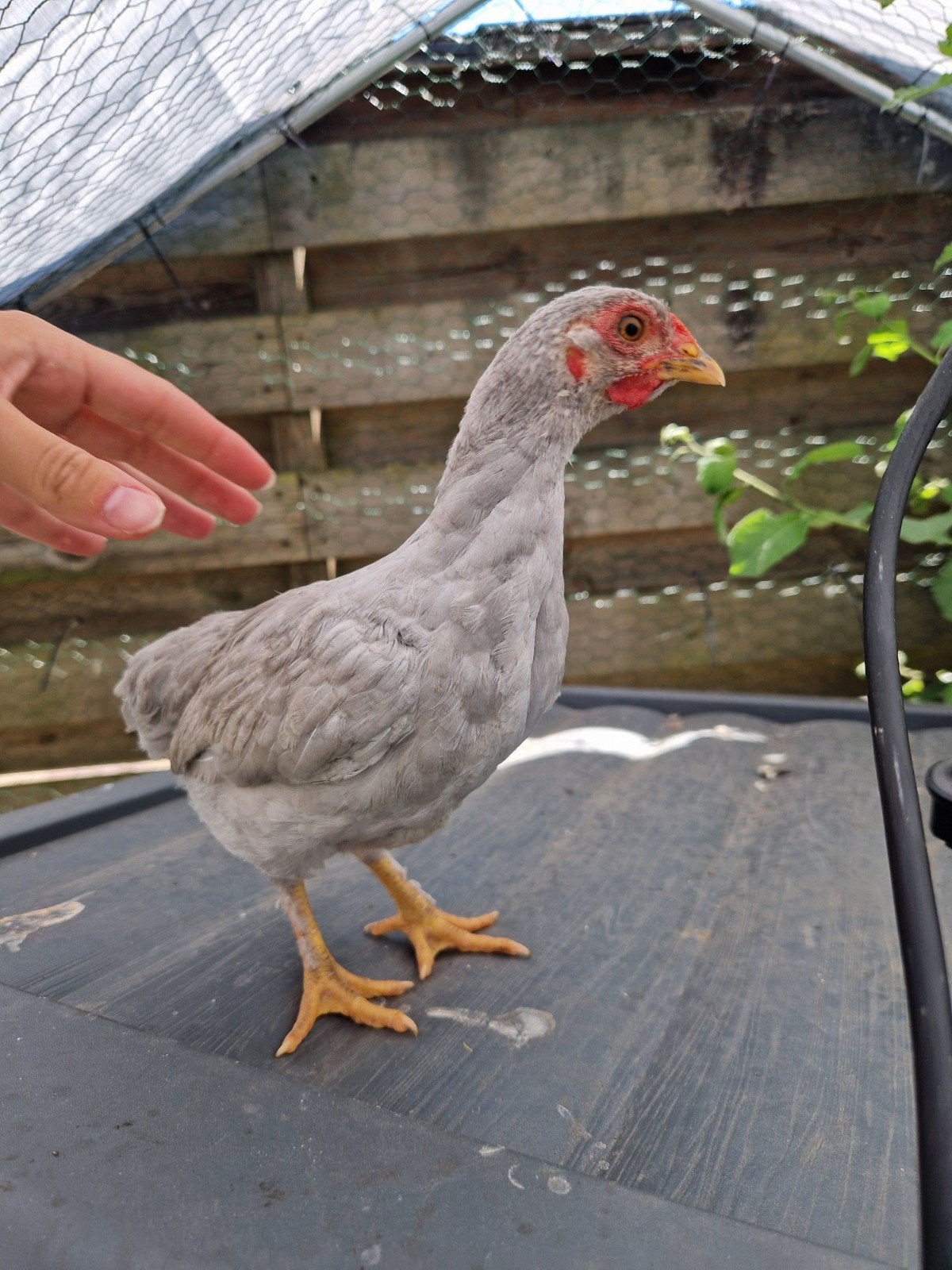 3 jonge kuiken haantjes, Dieren en Toebehoren, Mannelijk, Kip