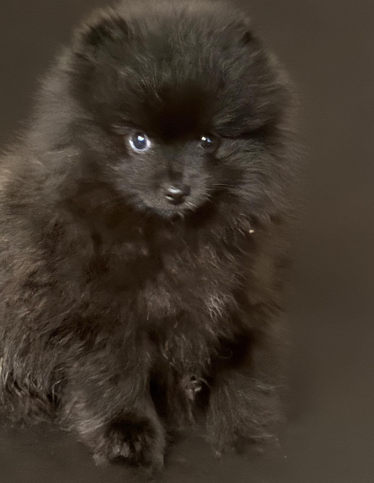 ♥️💕❤️Super unieke pomeriaan pup blacksmoke ! 💚❤️🧡💛💙🤎💕, Dieren en Toebehoren, Keeshond, 8 tot 15 weken, Parvo, Meerdere dieren
