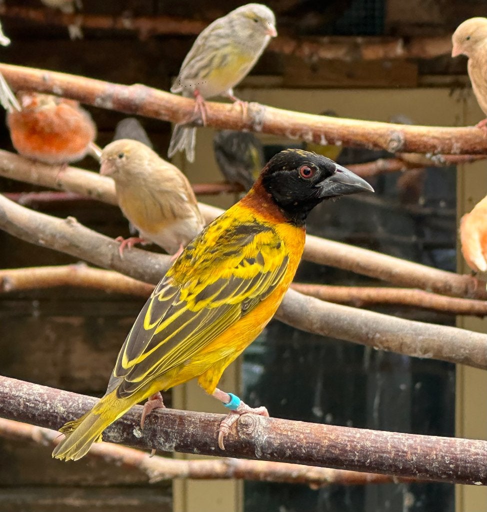 Grote textor wevers man en poppen, Meerdere dieren
