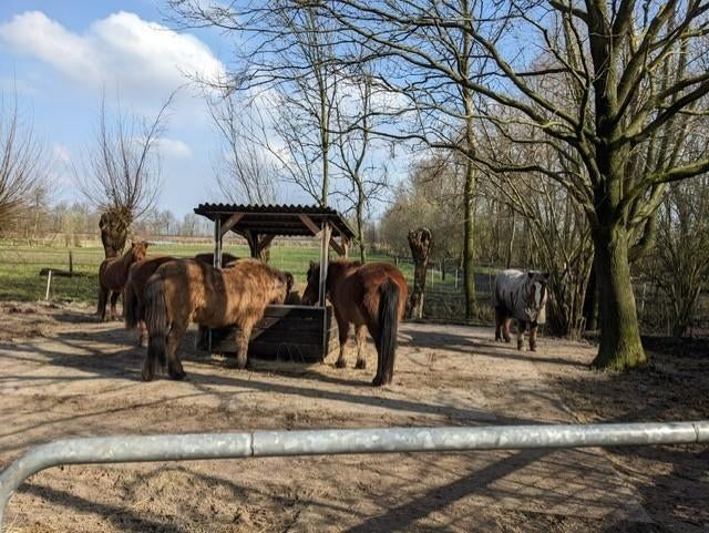 Weidegang voor IJslanders, Dieren en Toebehoren, Stalling en Weidegang, Weidegang, 2 of 3 paarden of pony's