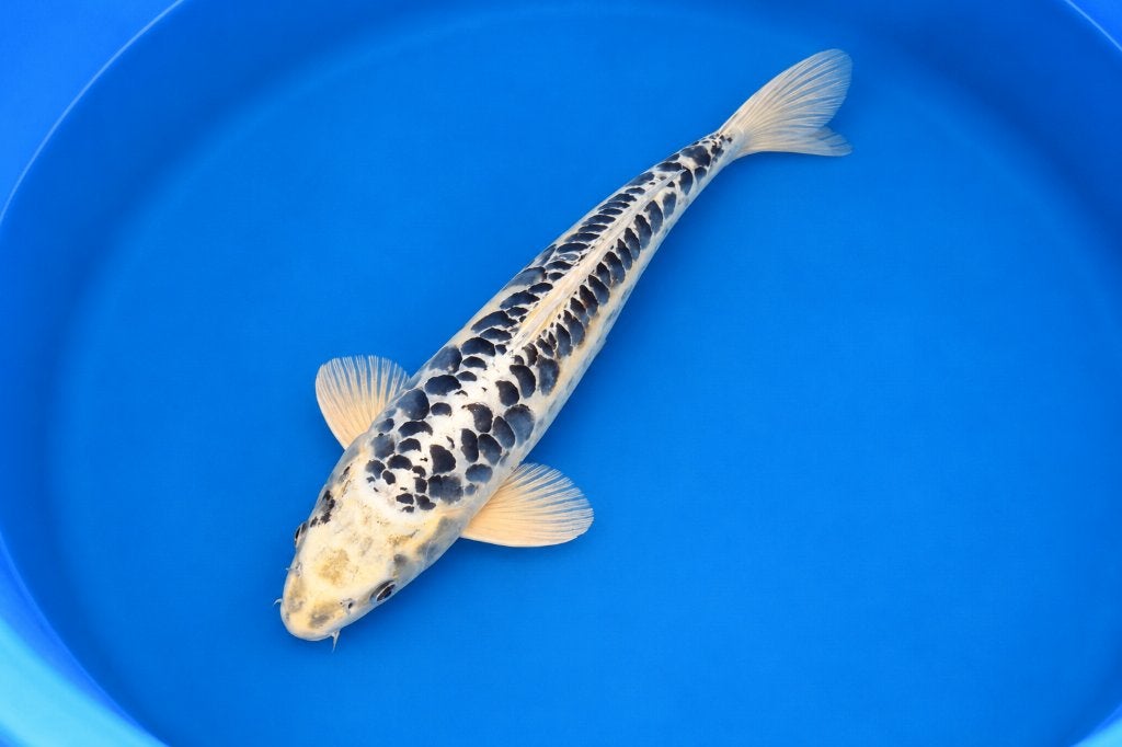 Kikokuryu 48 cm Yonsai, Dieren en Toebehoren, Karper of Koi