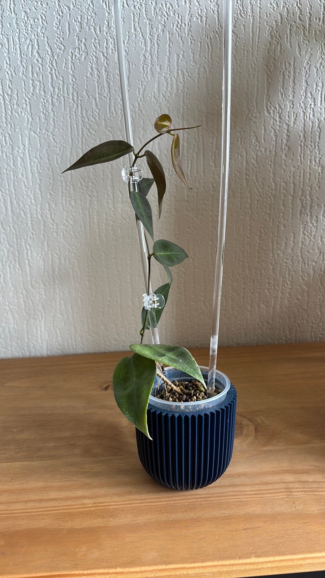 Hoya Carrii 2, Huis en Inrichting, Ophalen of Verzenden, Halfschaduw, Minder dan 100 cm