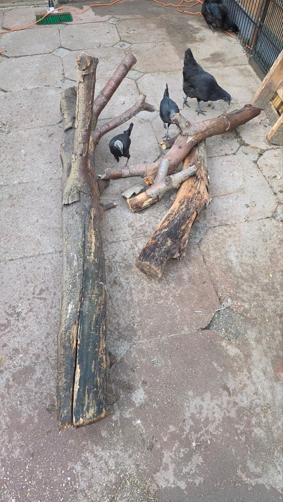 Gratis boomstammen / takken – leuk voor kippenren of tuin, Ophalen, Gebruikt, Kippenhok of Kippenren
