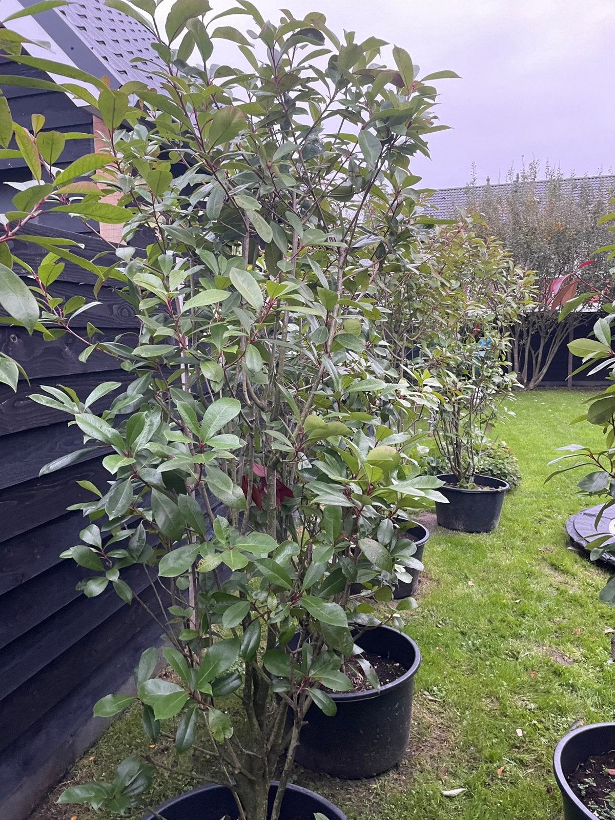 Glansmispel 200+ Photinia robin red, Overige soorten, Lente, 100 tot 250 cm, Ophalen
