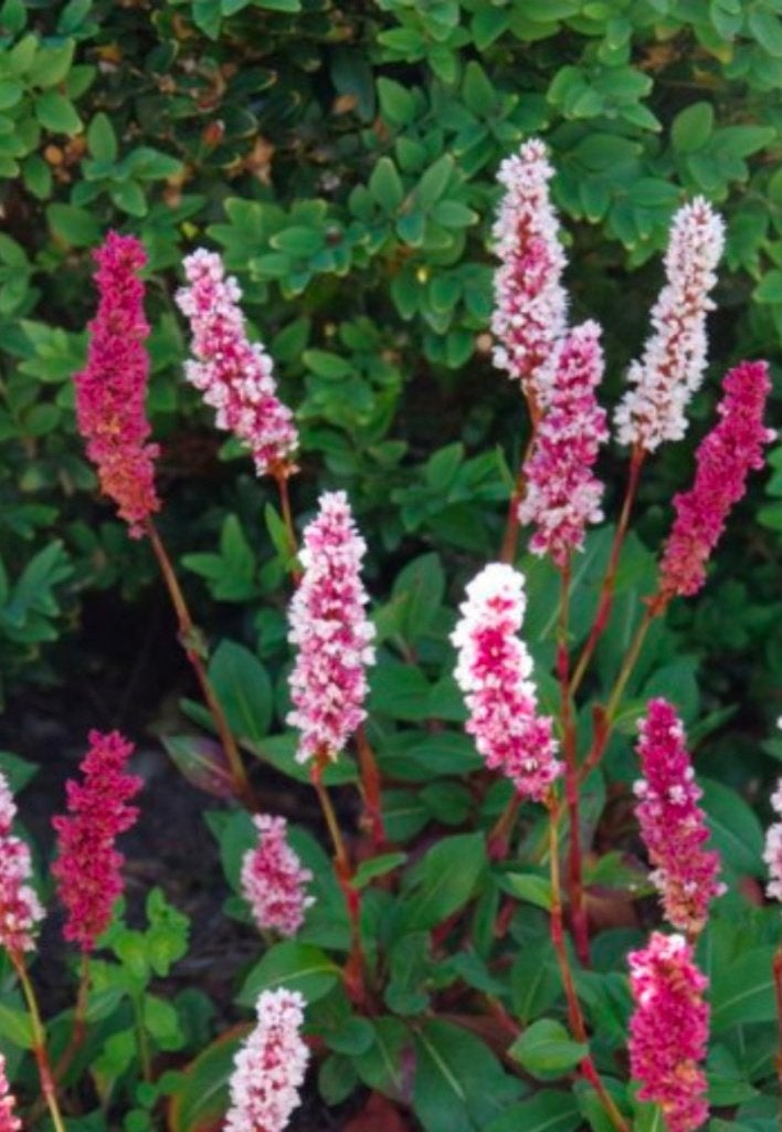 persicaria affinis, Ophalen, Eenjarig, Overige soorten, Volle zon