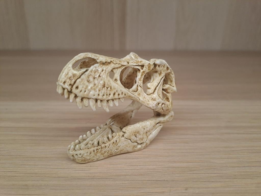 Schleich Tyrannosaurus Rex Schedel, Ophalen of Verzenden, Zo goed als nieuw, Reptiel of Amfibie, Schedel