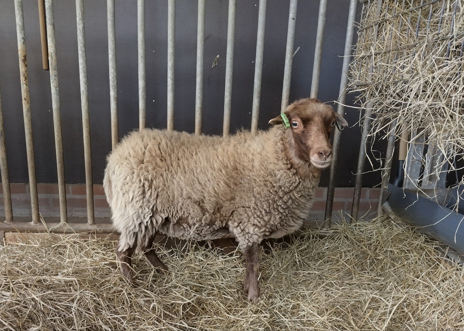 2 Stamboek ouessant ooien, Dieren en Toebehoren, Vrouwelijk, Schaap