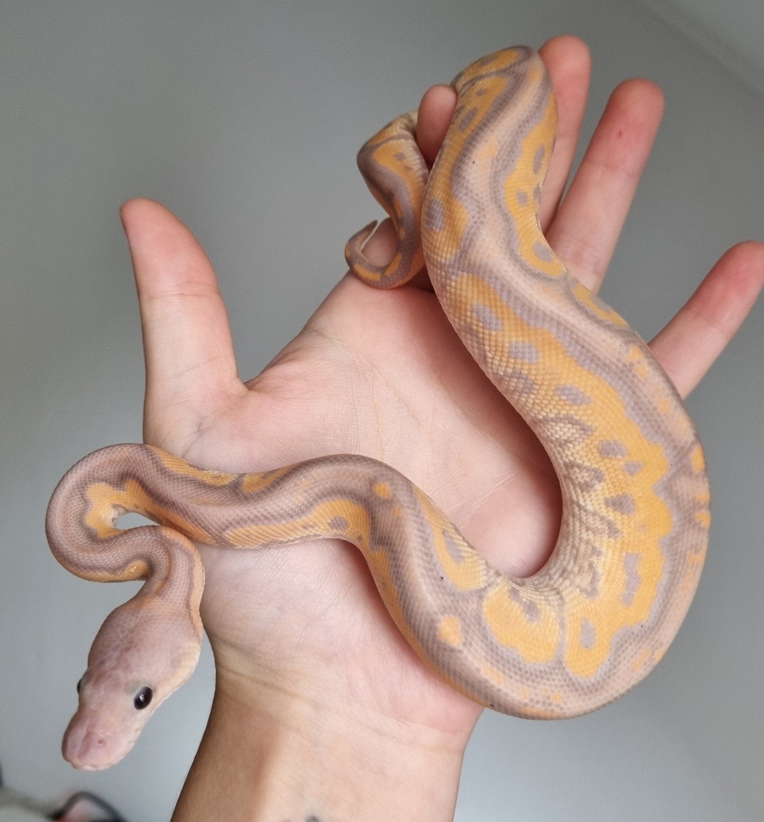 1.0 banana black pastel od (spotnose) clown koningspython Ball Python photo 3