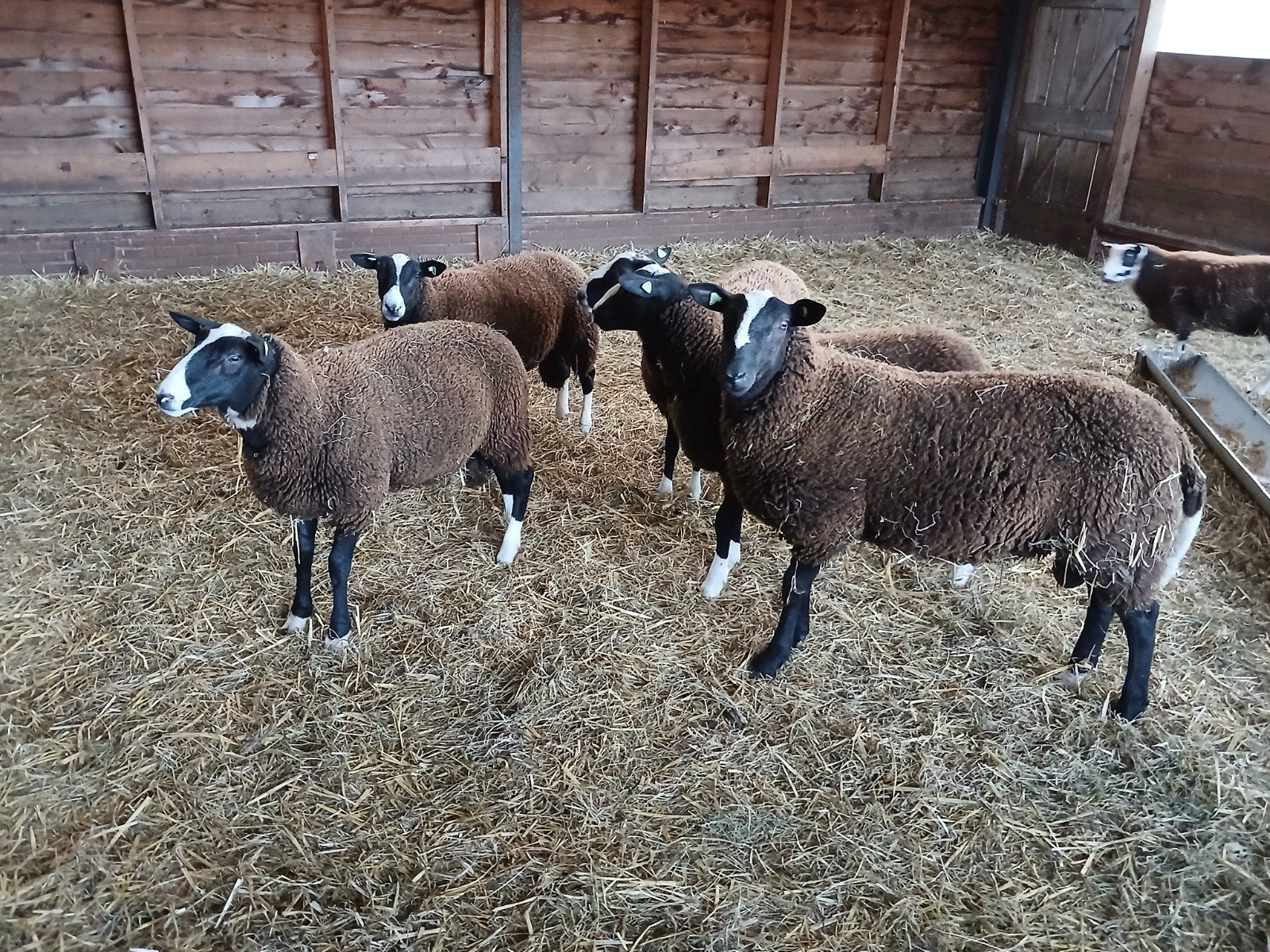 schapen, Dieren en Toebehoren, Mannelijk, Schaap