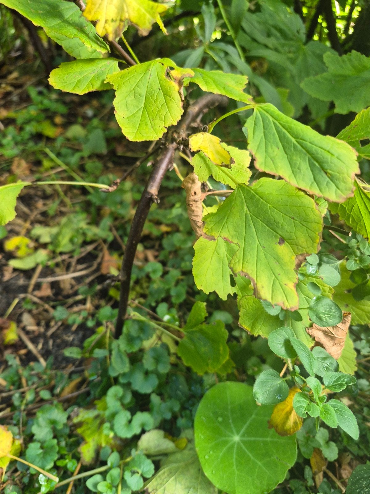 2 Witte aalbes stekjes - Bieden per stekje, Ophalen, Minder dan 100 cm, Lente, Overige soorten