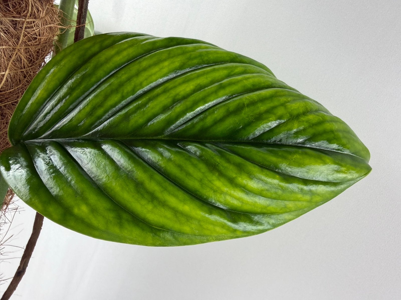 Monstera aureopinnata, Huis en Inrichting, Kamerplanten, Ophalen of Verzenden