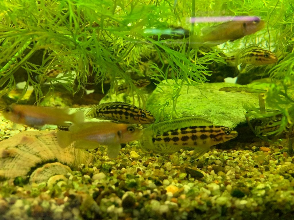 Julidochromis Malieri, Tanganyika cichlide, Vis