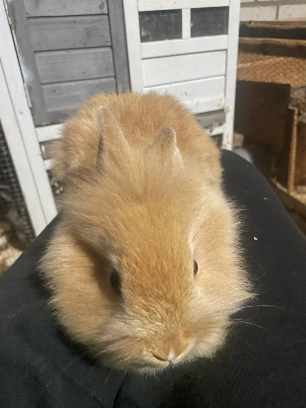 Baby konijn te koop, Dieren en Toebehoren, Geslacht onbekend, Dwerg