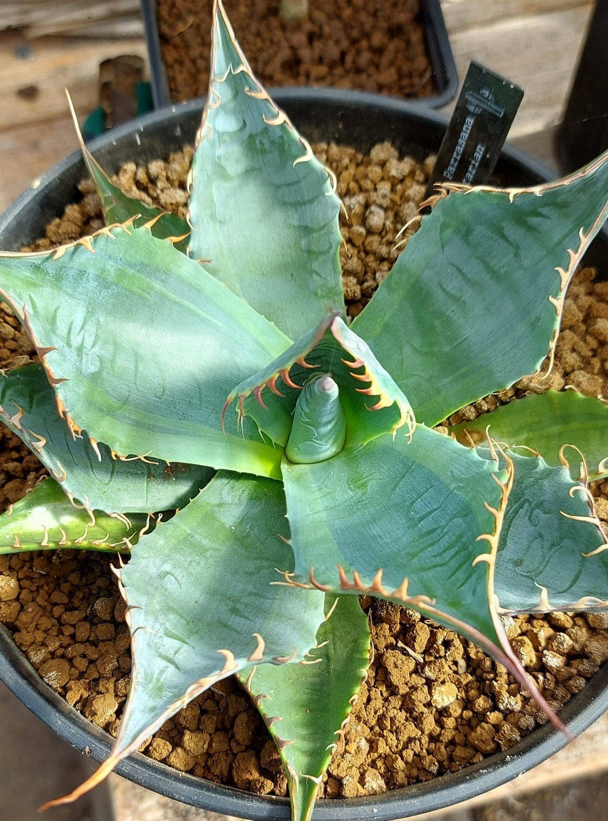 Bijzondere Agave Parrasana "Vegetarian", Ophalen of Verzenden, Vaste plant, Overige soorten, Halfschaduw