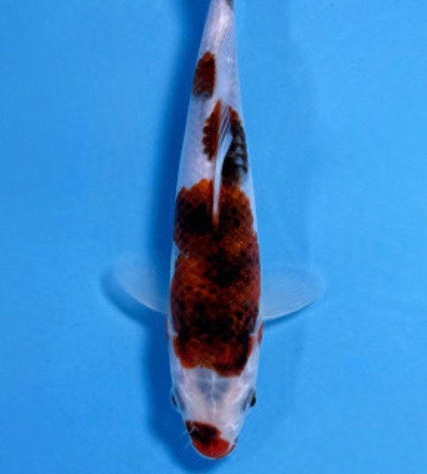 Budo Goromo 19cm inclusief certificaat, Karper of Koi