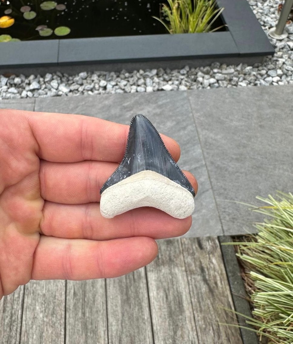 Otodus megalodon tand, Bone Valley Florida, Verzamelen, Mineralen en Fossielen, Ophalen of Verzenden, Fossiel