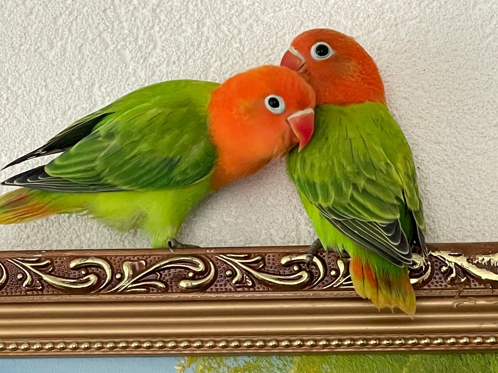 Prachtigea Lieve HandTamme Agapornis Dwergpapegaai Lovebird, Dieren en Toebehoren, Vogels | Parkieten en Papegaaien, Meerdere dieren