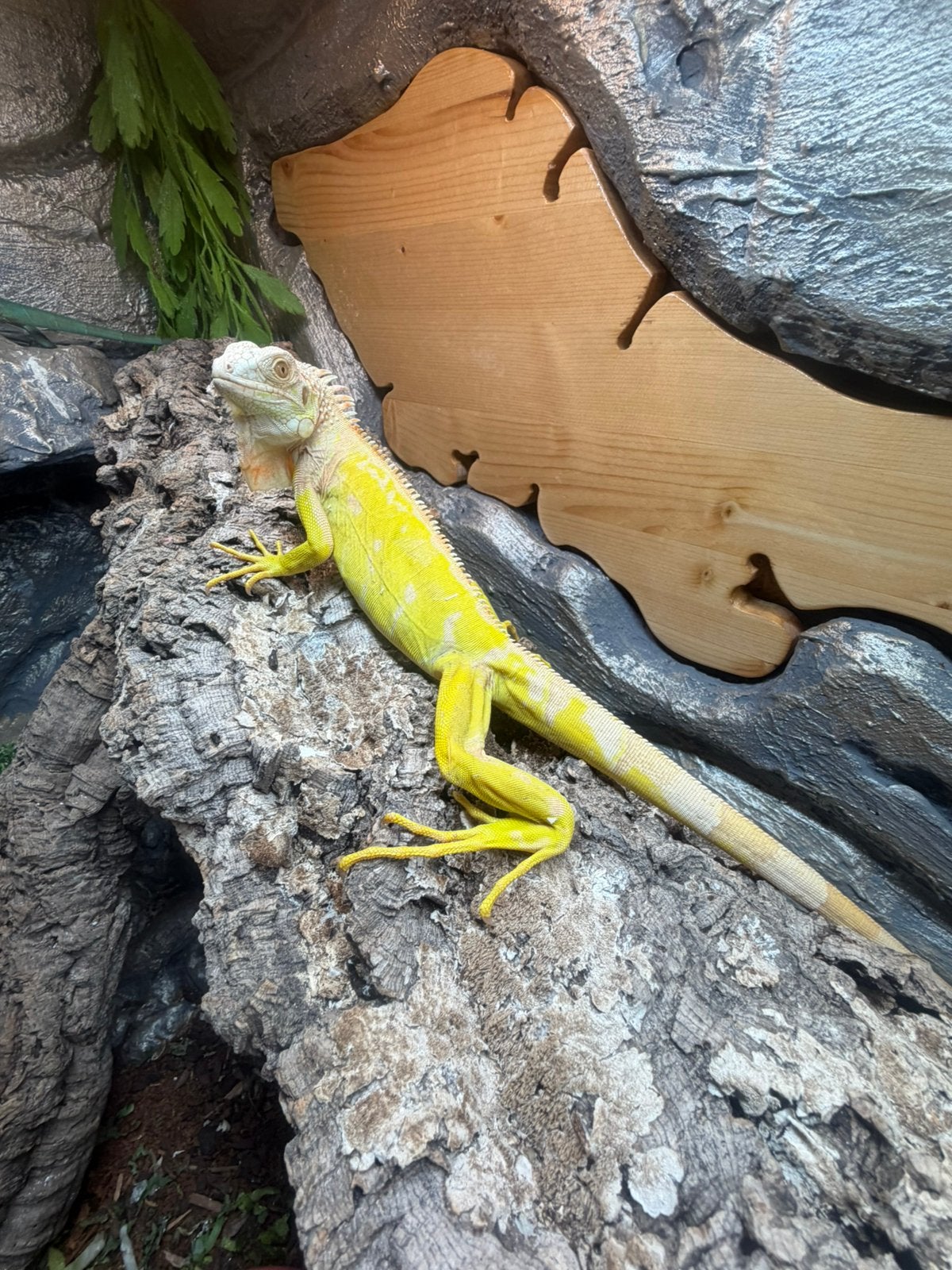 Albino leguaan vrouw, Slang, Tam, 0 tot 2 jaar
