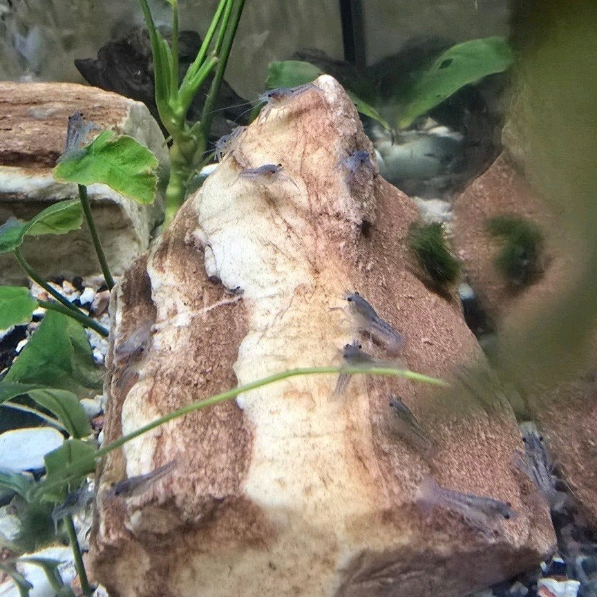 AANBIEDING 50 blauwe florida kreeften €75,-, Dieren en Toebehoren, Vissen | Aquariumvissen, Vis