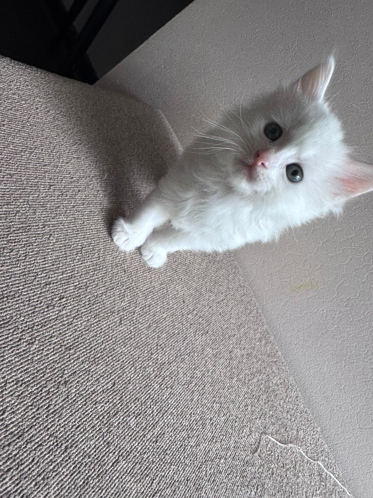Kittens ras turkse angora, Meerdere dieren