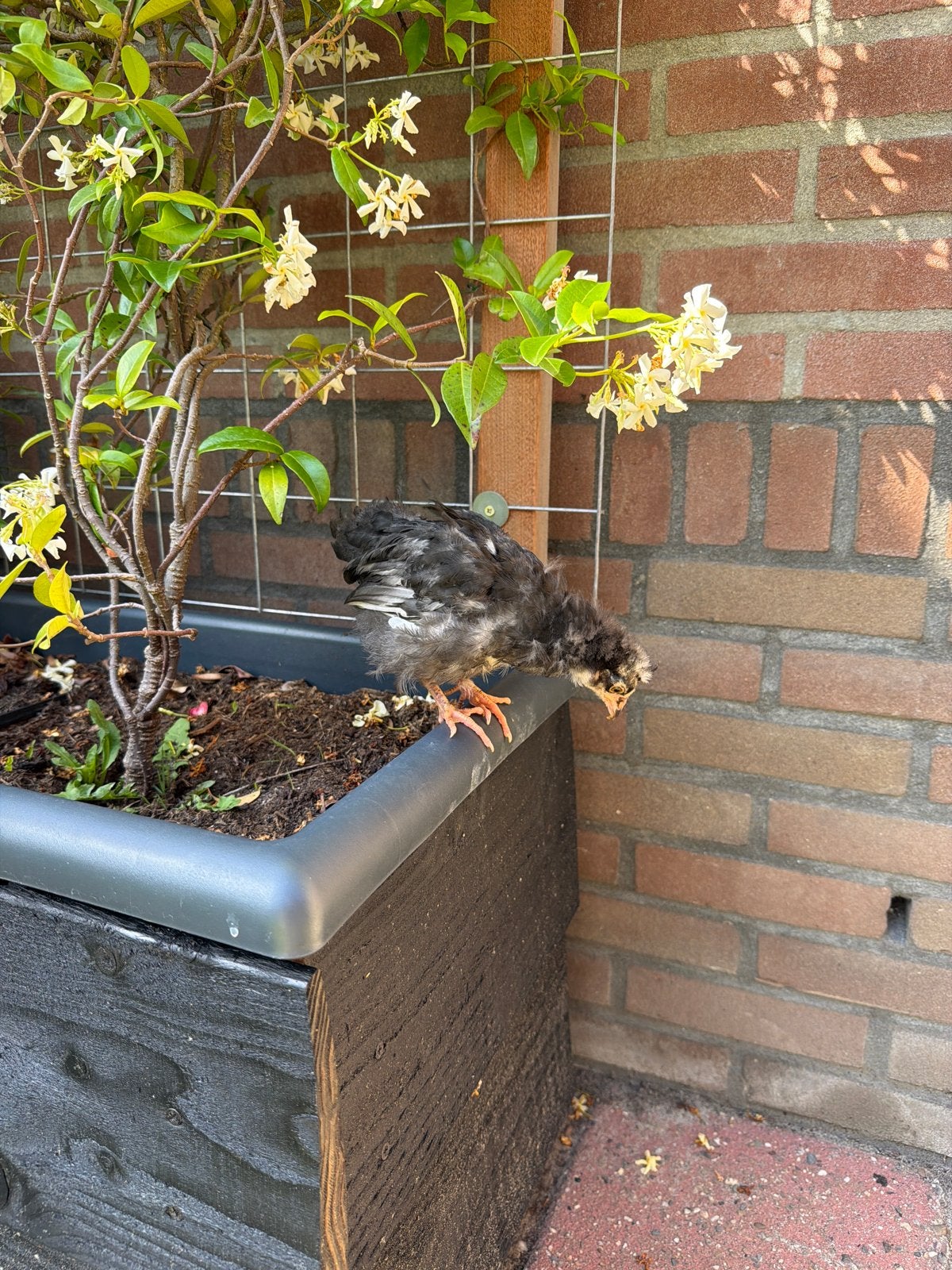 Kuikentje ( hen), Dieren en Toebehoren, Pluimvee, Vrouwelijk, Kip