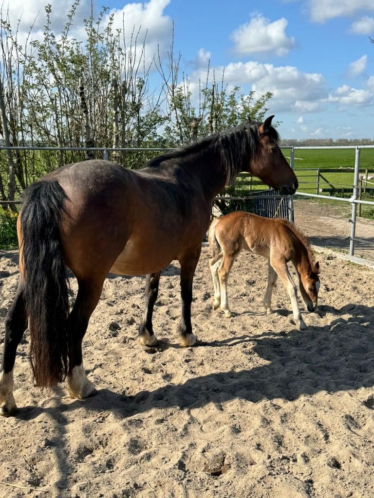 Prachtige Freibergermerrie met hengstveulen, Dieren en Toebehoren, Meerdere dieren, Niet van toepassing, Minder dan 160 cm, Recreatiepaard
